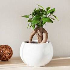 Freemans YouGarden Ficus Microcarpa Ginseng In 12cm Grow Pot