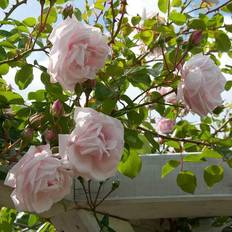 You Garden Rose 'New Dawn' 3L Potted