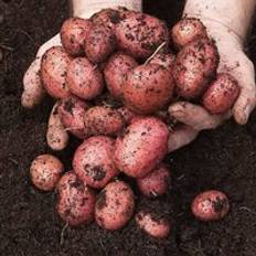 Freemans Seed Potato 'Desiree'