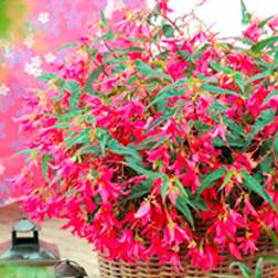 Suttons Begonia Plant - Crackling Fire Pink
