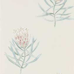 Sanderson Protea Flower - Porcelain/Blush (216330)
