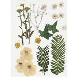 Creotime Pressed Flowers and leaves, off-white, 19 asstd. 1 pack