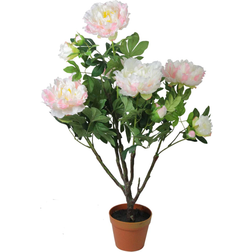 Northlight Peony Flower Plant with Pot
