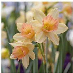 Daffodil Blushing Lady 40 Bulbs (Size 12/14)