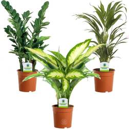 Very Indoor Plant Mix 3 Plants