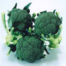 Johnson's Pack of Calabrese Matsuri F1 Broccoli