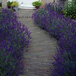Very Yougarden English Lavender Hidcote Hedging Pack