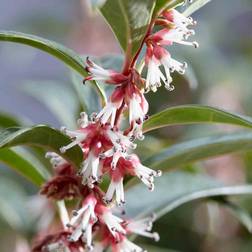 Sarcococca hookeriana 'Winter Gem' Plant 4.6L Pot Evergreen Christmas
