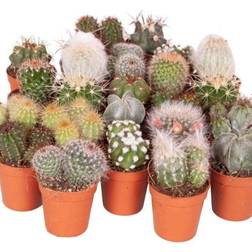 You Garden Cactus 6 Plants