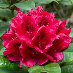 GardenersDream Rhododendron Lord Roberts