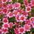 Suttons Coreopsis Plant - Hardy Jewel Garnet