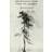 100 poems from the japanese (Paperback)