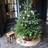Ivyline Seagrass Mat 120cm Christmas Tree