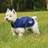 Weatherbeeta Comfitec Premier Free Parka Dog Coat Medium Blue/Grey/White