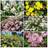 Very Summer Flowering Hardy Shrub Collection