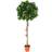 Homescapes Green 4ft Ficus Topiary Artificial Tree with