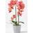 Homescapes Coral Orchid Artificial Plant