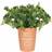 Something Different Dad's Herb Garden Terracotta Plant Pot