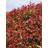 GardenersDream Photinia fraseri Red Robin - Christmas Berry Hedging Plant 9cm Qty