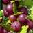 Gardeners Dream Gooseberry Ribes Captivator 9Cm