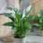 You Garden Peace Lily Spathiphyllum Sweet