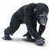 Safari Chimpanzee 224729