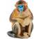 Safari Snub Nosed Monkey 100321
