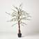 Homescapes Blossom Tree with White Silk Flowers Artificial Plant