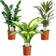 Very Indoor Plant Mix 3 Plants