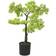 vidaXL Artificial Cypress Bonsai with Pot 60 cm Green Christmas Tree 60cm