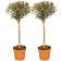 You Garden Pair of Olive Trees