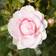 You Garden Old English Shrub Rose Collection 5-pack